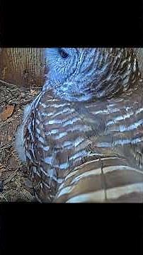 Who Cooks For You? Calls Ring Out Between Barred Owl Mates In Indiana