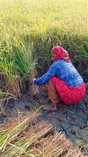 Woman Farmer’s First Paddy Harvest of the Season 🌾✨ #shorts