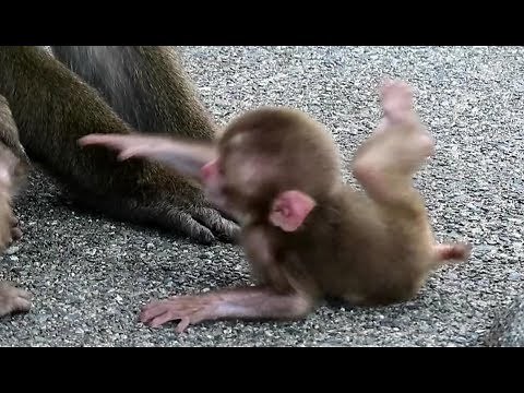 Baby monkey to be scared to be pushed away by hand