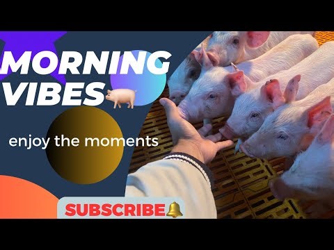 Daily routine with piglets 🐖 #pig #pigfeed #funnyanimal #highlights #agriculturebusiness