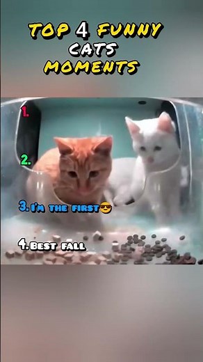 Funniest Cat Fails 2025: Epic Kitten Zoomies & Laughs! 🐱😂 #funny #cat #catlovers #memes