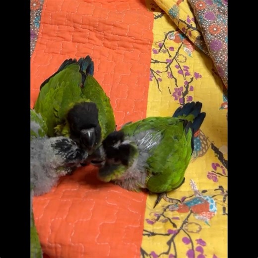 Nanday babies! 🥰 | Rhonda's Aviary