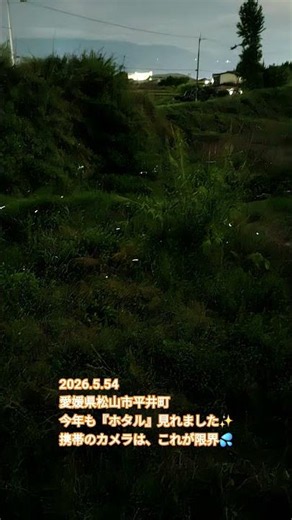 2026.5.24愛媛県松山市平井町今年も『ホタル』見れました✨ #ホタル #蛍 #愛媛県松山市平井町