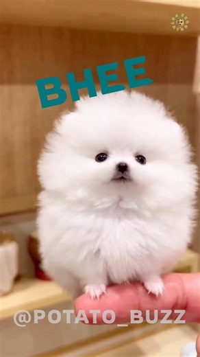 The Tiniest Puppy You’ve Ever Seen! 🐾 #viral #pets