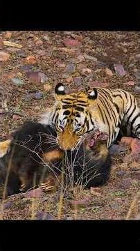 #animals #predator #hunting #wildlife #wilddog #cubs #fyp #tiktok #animalsworldsbd #reelsviralシ #fyp