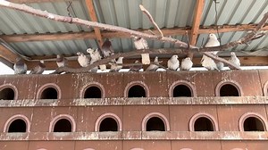 Pigeons Sitting On Roof Dovecote Wooden 库存影片视频（100% 免版税）1049510335 | Shutterstock