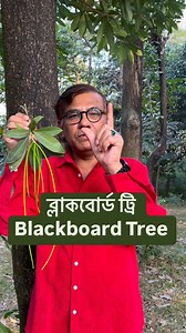 ব্লাকবোর্ড ট্রি Blackboard Tree #Alstonia_scholaris, #blackboardtree #scholartree #milkwood #devilstree #wildlife #dogbanefamily #apocynaceae #lifescience #fragnantflower | Md Azharul Islam Khan