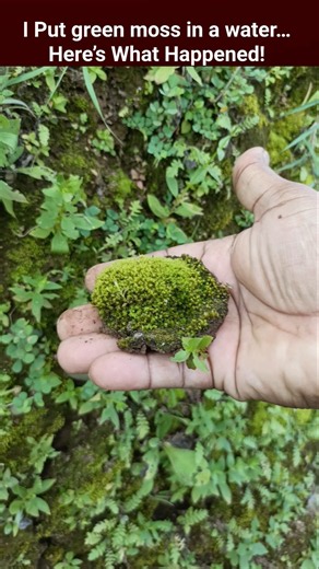 I put green moss in water for propagation #shorts