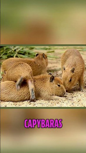 Amazing Capybara Facts Birth to Pet Life!