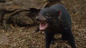 Step into the world of Bonorong and meet some extraordinary, cute and cuddly creatures. | Discover Tasmania