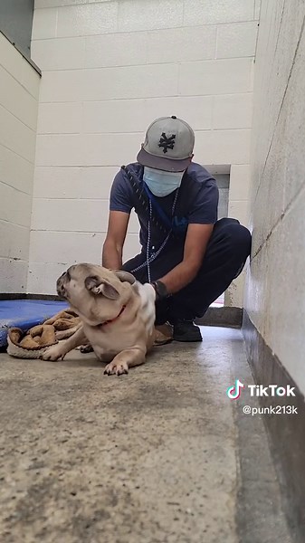 Frenchie! we always have them! Adopt Don't Shop! #Volunteer #Rescue #adoptme #LAAS #shelterdog