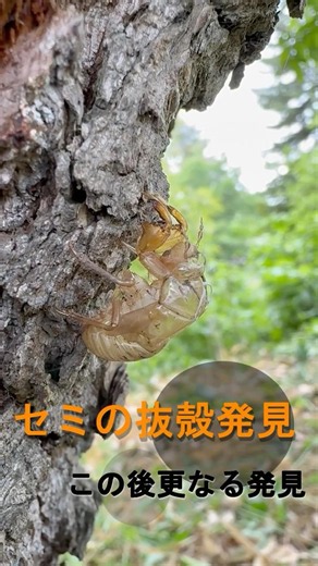 I found a cicada exoskeleton and a larva! This is the first time I've ever seen a cicada larva!
