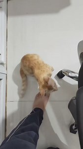 23K views · 1.3K reactions | Simba aur baby ki kahani❤️ | CheetoSimba | Facebook