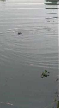Smooth coated otters or Neernaya in the river in kerala