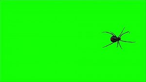 Spider Walking on Green Screen