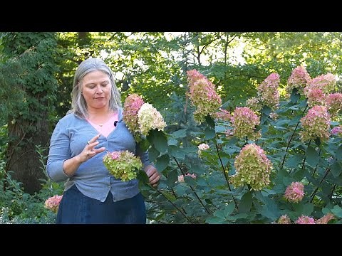 Comparing Proven Winners® Lime Hydrangeas - Fall Color Update