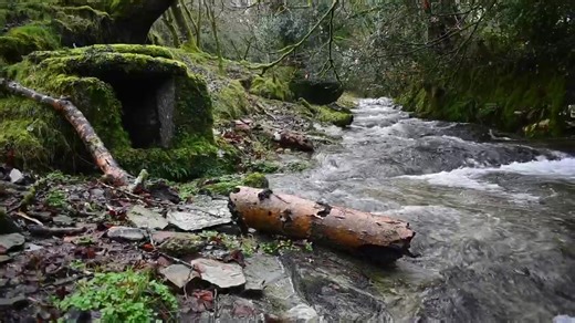 Old well and stream At Middlemoor, whitchurch down, Dartmoor last week. | Rachel Burch Westcountry Photography
