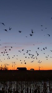 A 468± acre tract in Caddo County, Oklahoma that is built with one goal in mind, attract and harvest ducks. This property lays directly south of Fort Cobb Reservoir, has productive farmland, and top-tier infrastructure. The results speak for themselves, with annual harvests ranging from 917-1347 birds per year. Key Details: - 4 bed / 2 bath brick home - 310 tillable acres - 5 water wells, 3 pivots - Cobb Creek frontage - 14 floodable impoundments and low areas - 9 steel pit blinds - 40' x 60' sh