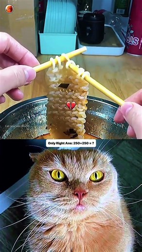 Noodle Art 😳 #cat #bombastic #popular #shorts