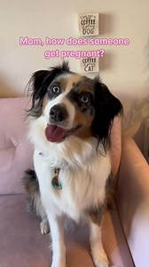 Artemis has questions 🤭 🎶 Audio is Jason Banks 🎶 | Artemis the Aussie