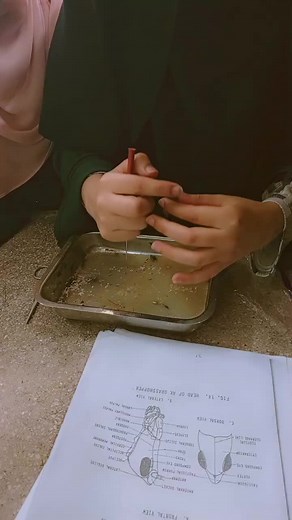 Grasshopper Dissection Exploration