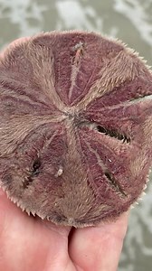 No sea turtles, but lots of sand dollars on our beach this morning! Sand dollars are members of the Phylum Echinodermata, meaning “spiny skin." As the name suggests, they have tiny hair-like spines all over their bodies. These densely-packed gray or purple spines help the animal move on the ocean floor and bury itself in the sand. If the spines are moving, the sand dollar is still alive. Please make sure to put these live animals back in the water! | SSI Sea Turtle Project