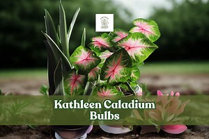 10 Kathleen Caladium Bulbs: Fancy Leaf Elephant Ears - Etsy