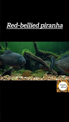 "Red-Bellied Piranha Up Close 🐟 | Fascinating Predator in Action"|