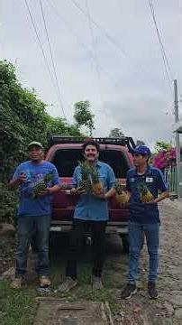 Invitación 13 y 14 De Junio ,Festival de La Piña En Santa María Ostuma, El Salvador 2026.