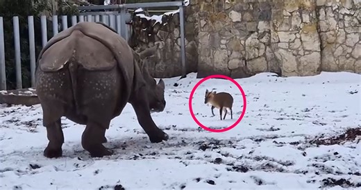 Tiny Deer Takes on 1.7-Ton Rhinoceros