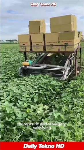 The FASTEST way 🥬 to harvest greens #Harvesting