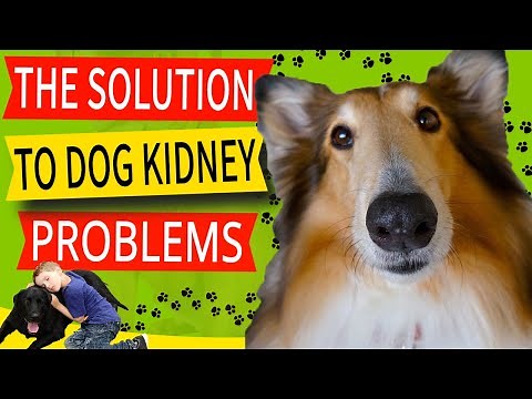 Symptoms of Kidney Disease in Dogs (The Cause And Urgent Solution Dogs Need)