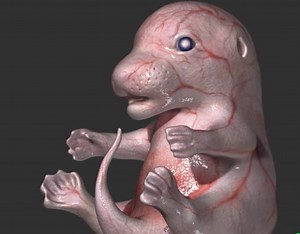 Microscopy Animation - Shereen Kadir