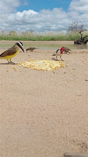 eu não sabia que o bem-te-vi comia cuscuz de milho #passaro #aves