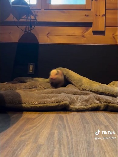 Adorable Miniature Piglets: A Cute Baby Pig Showcase