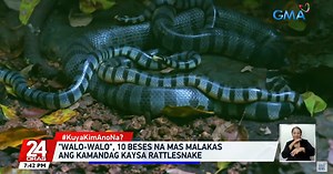 How worried should Filipinos be about venomous sea snakes? Kuya Kim explains