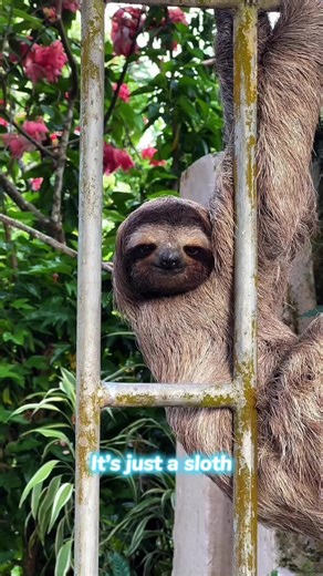 Amazing Facts About Sloths