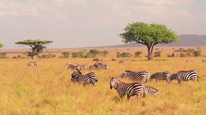 People, Running, Sprinting