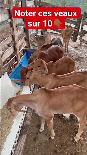 Pure beauty: These calves are incredible! 🐄💎 #cow #farming #farming