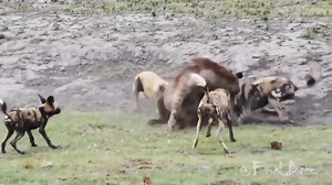 1.2M views · 10K reactions | The mean hyena is attacked by a pack of wild dogs | American Animals | Facebook