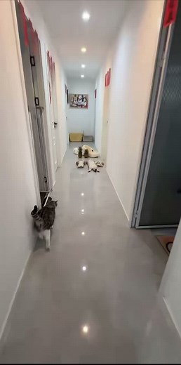 Playful Domestic Cat Captivates with Adorable Antics