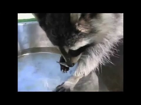 Recopilación De Los Vídeos Más Divertidos Con Los Mapaches