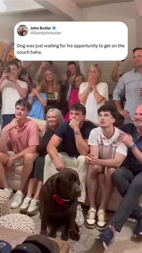 Omg I know doggo's social anxiety was PEAK. No need for all those extra hoomans there.