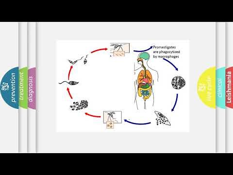 الليشمانيا الجلدية المخاطية واللشمانيا الحشوية || Mucocutaneous and visceral Leishmaniosis