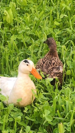 Real Duck Quacking Sound 🦆 | High Quality Nature Audio #birds #birdsounds #duckcall #ducklife