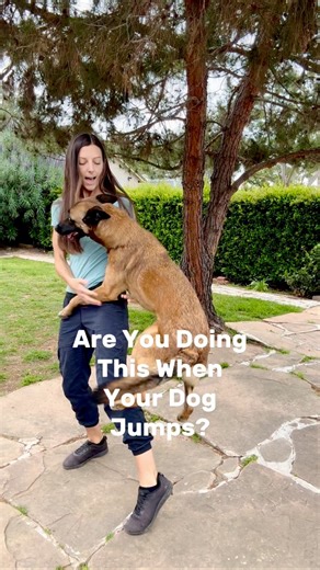 Jump up jump up-jump down! Even when we think we are telling our dogs one thing, we are actually often telling them another in “their language”. Moving away from them, taking to, touching, even eye contact-these can (and often are) all be reinforcing for many dogs…increasing their jumping.Instead, we must communicate with them in ways they understand. Speak their language. Woof. Or, you know…ignore unwanted behaviors. Though this often doesn’t work well for a lot of dogs. Step into their space (