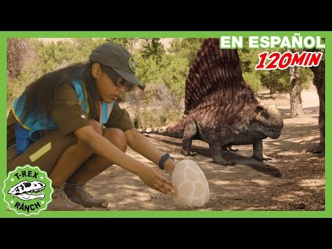 Huevos escondidos y un Raptor misterioso | 🦖 T-Rex Rancho | Moonbug Kids - Parque en Vivo!