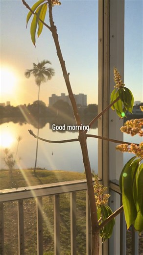 It’s a mini mango tree! 🌳 God’s creations are so beautiful! ☀️ #goodmorning #mango #tree #sun #god