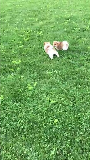 Pomeranian Puppies for Sale