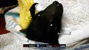 see http://batsrule.info/2017/11/rescue-megabat-black-baby-male-lost-mum.html | BatsRule